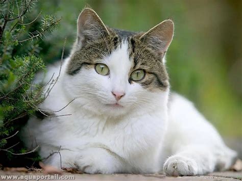 Gato doméstico