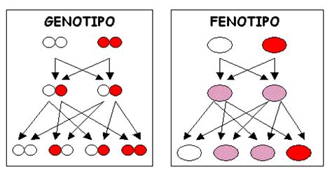Genotipo Explorador