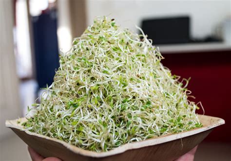Germinados de Alfalfa