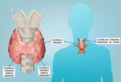 Glándula Tiroides