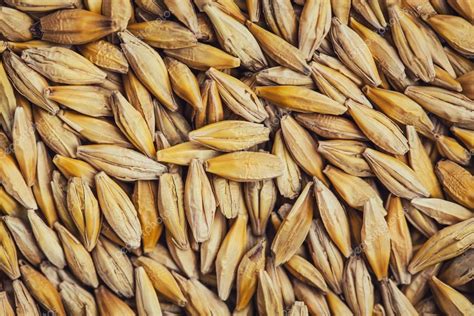 Grano de Cebada