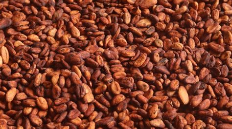 Granos de Cacao Procesados
