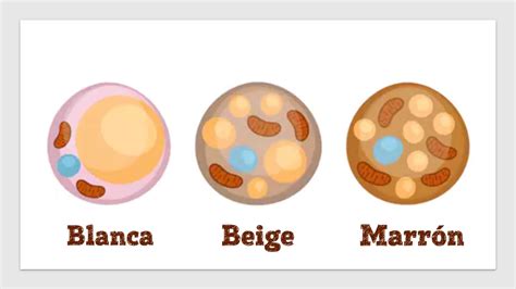 Grasa Beige