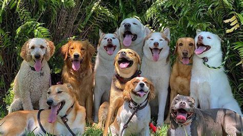 Grupo de perros