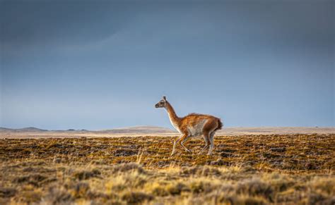 Guanaco