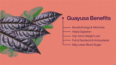 Guayusa