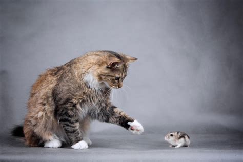 Hámster y Gato