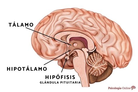 Hipotálamo