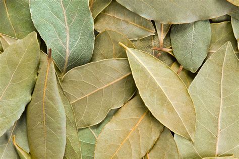 Hojas de laurel