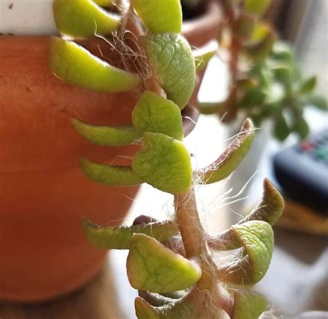 Hojas de suculenta arrugadas por falta de agua