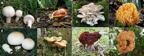 Hongos silvestres comestibles comunes del sur de Chile