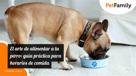 Horario de alimentación para un perro