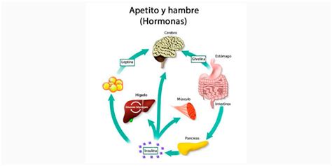 Hormonas que influyen en el apetito y la pérdida de peso
