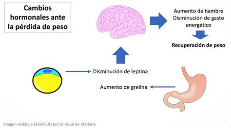 Hormonas que influyen en el peso corporal