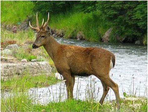 Huemul Chileno