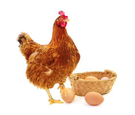 Huevos de gallina