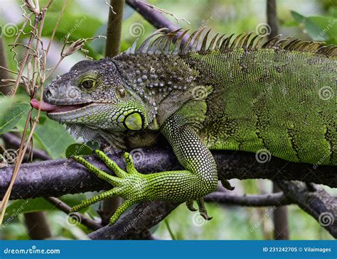 Iguana comiendo hojas