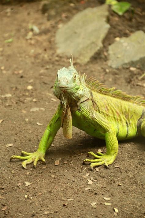 Iguana verde en su hábitat natural