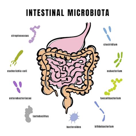 Ilustración de microbiota intestinal