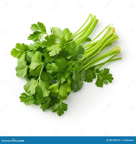 Imagen de cilantro fresco