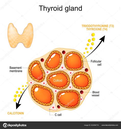 Imagen ilustrativa de la tiroides