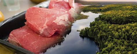 Impacto Ambiental de la Producción de Carne