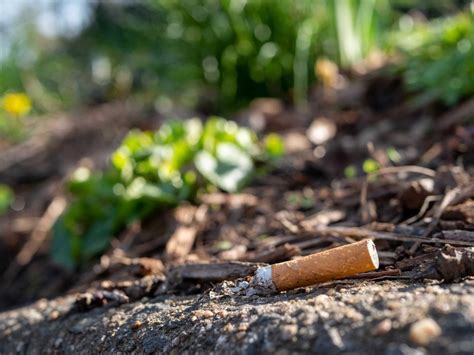 Impacto ambiental del tabaco