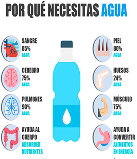 Importancia del agua para el organismo