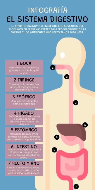 Infografía del Sistema Digestivo