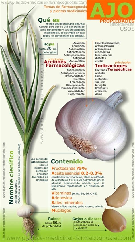 Infografía sobre el Ajo