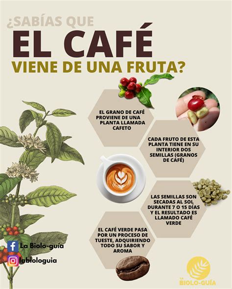 Infografía sobre el café y sus beneficios