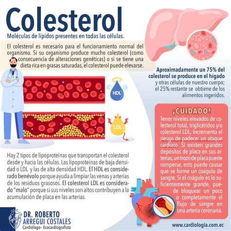 Infografía sobre el colesterol