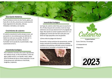 Infografía sobre la desintoxicación con cilantro