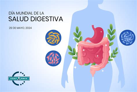 Infografía sobre la salud digestiva