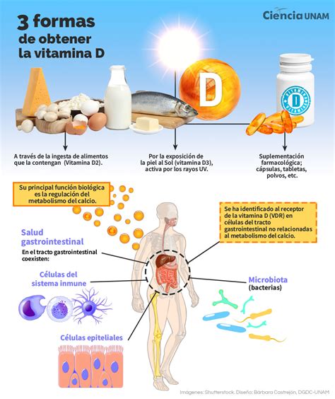 Infografía sobre los beneficios de la vitamina D