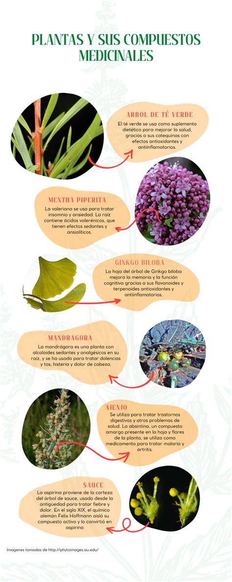 Infografía sobre plantas medicinales