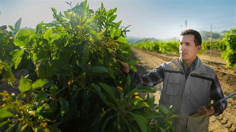 Ingeniería Agronómica UTARAPACA