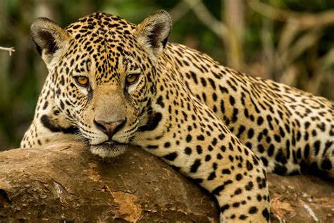 Jaguar descansando en su hábitat