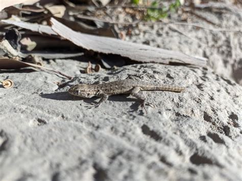Lagartija Chilena