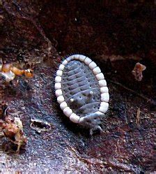 Larva de Diomus thoracicus
