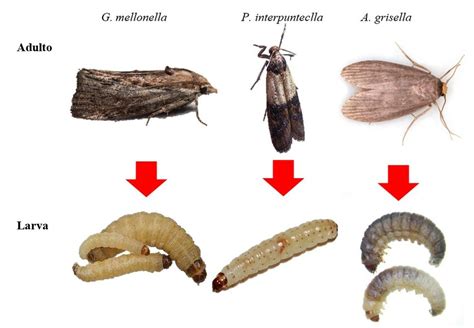Larva de polilla