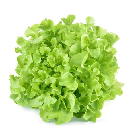 Lechuga Salad Bowl verde