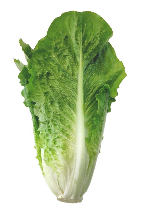 Lechuga romana
