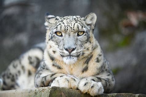 Leopardo de las Nieves