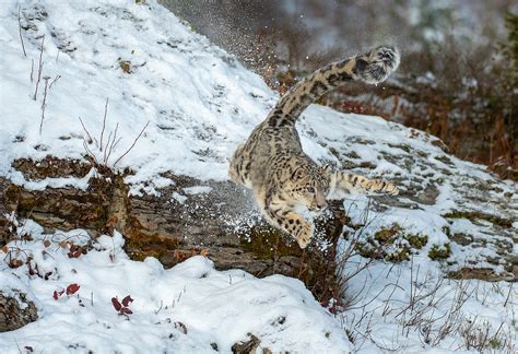 Leopardo de las Nieves cazando