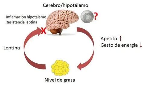 Leptina y Control de Peso