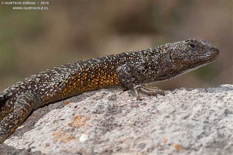 Liolaemus belli