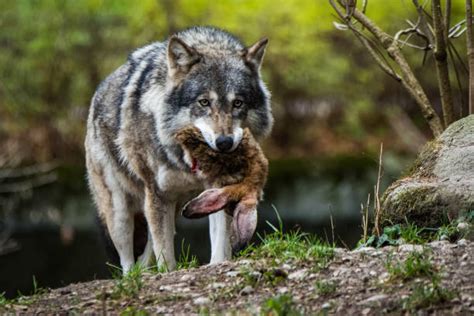 Lobo Cazando