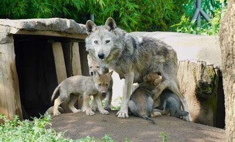 Lobo en Cautiverio