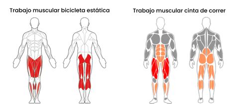 Músculos trabajados en spinning